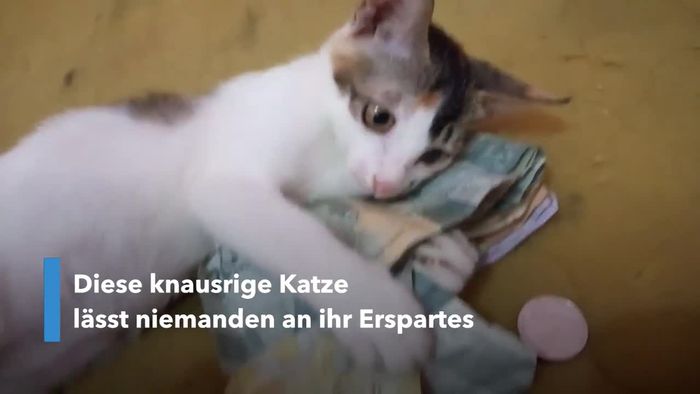Rigorose Katze verteidigt ihr Geld