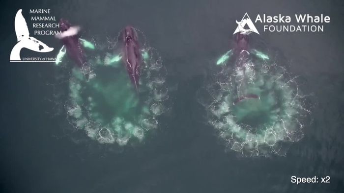 Faszinierend! Buckelwale jagen mit Fischernetzen aus Luftblasen