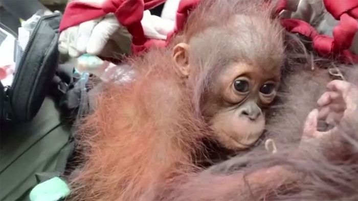 Hilfe für Orang-Utans: Mutter und Kind wieder zu Hause