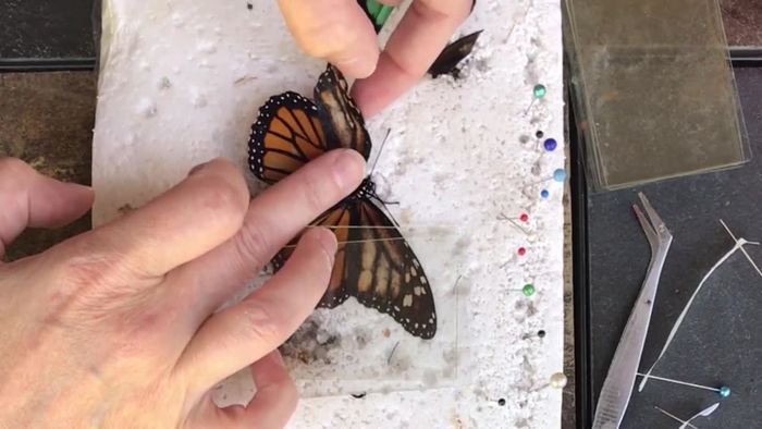 Verletzter Schmetterling bekommt Flügelprothese