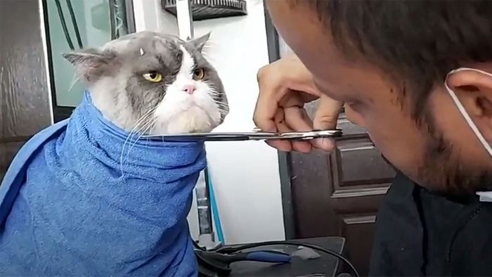 Griesgrämige Katze hat keinen Spaß beim Friseur