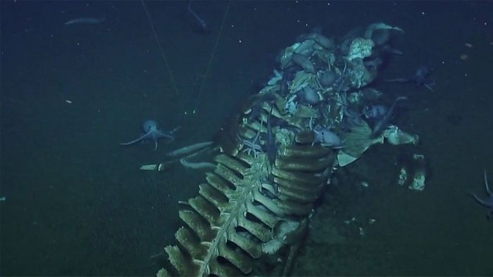 Tief am Meeresgrund: Tintenfische fressen toten Wal