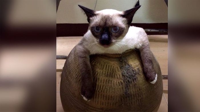 Nichts geht mehr: Dicke Katze muss aus Vase gerettet werden