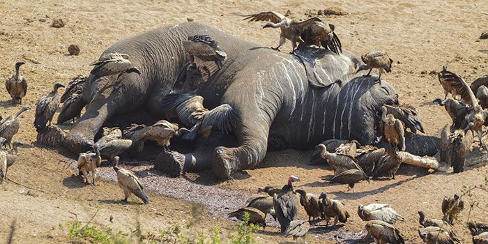 Dürre in Simbabwe: Dutzende Elefanten tot | wetter.com