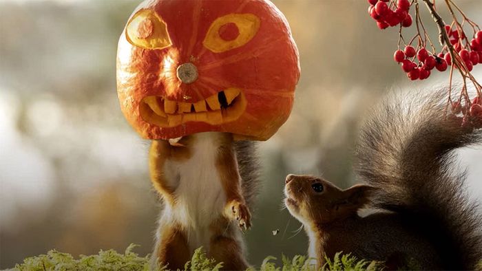 Schrecklich süß: Eichhörnchen in Halloween-Laune