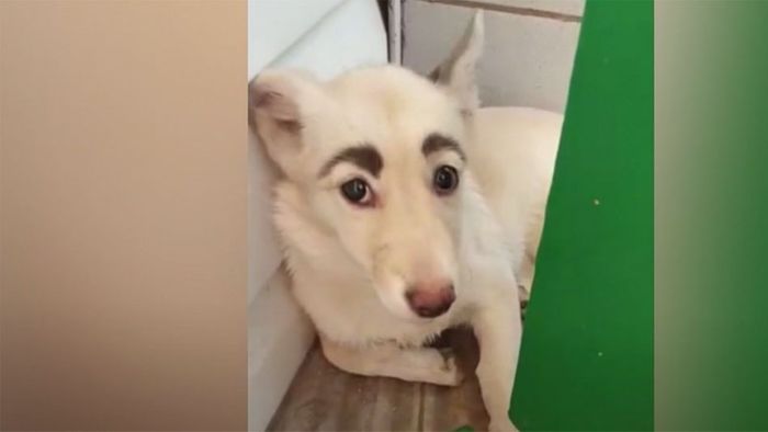 Adoption wegen Augenbrauen: Straßenhund hat menschliches Gesicht