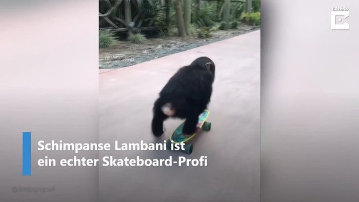 Skateboard-King: Mini-Schimpanse hat es einfach drauf