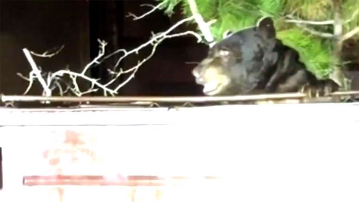 Dicker Brummer: Polizisten befreien Bären aus Müllcontainer