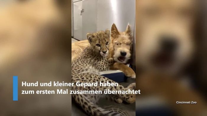 Ungewöhnliche Liebe: Kleiner Gepard kuschelt mit Hund