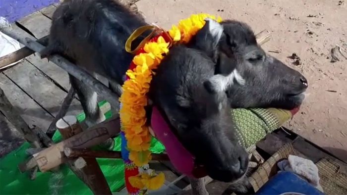 Büffel mit zwei Köpfen: Dorfbewohner beten seltsames Tier an