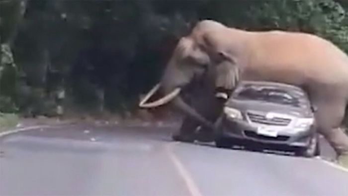 Autofahrer in Angst: Riesiger Elefant setzt sich auf Kofferraum