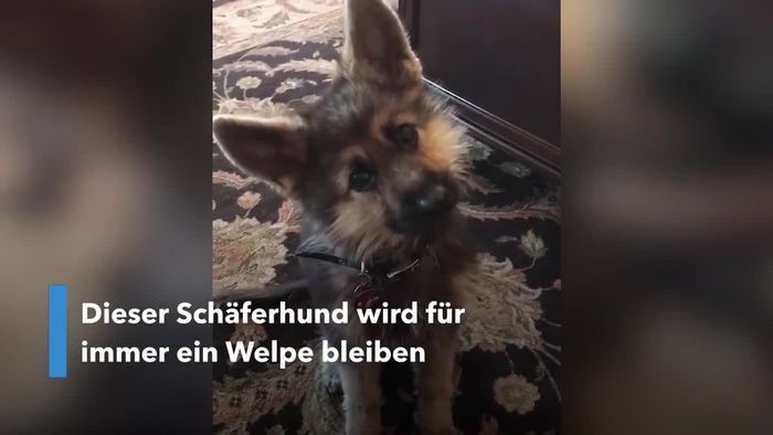 Für immer ein Welpe: Kleinwüchsiger Schäferhund ist Instagram-Star