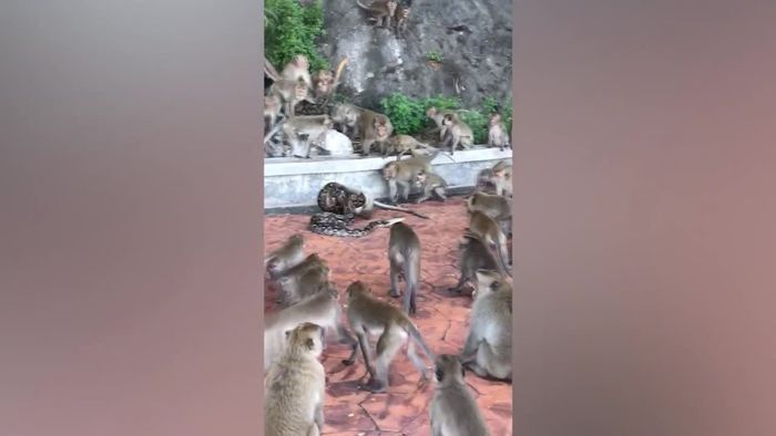 Python würgt Affen: Artgenossen schauen hilflos zu
