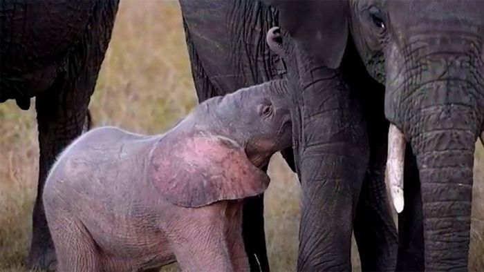 Seltener Anblick: Dieser Baby-Elefant ist rosa