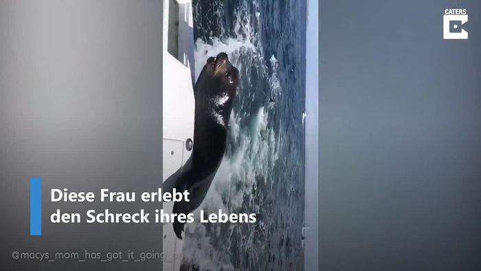Gefräßiger Seelöwe erschreckt Frau auf Boot