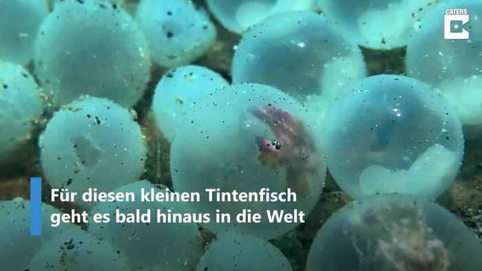 Seltene Beobachtung:  Kleiner Tintenfisch schlüpft aus Ei