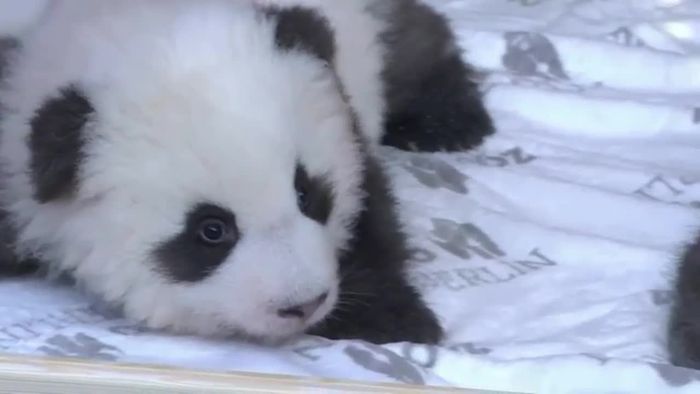 Namen der Berliner Panda-Zwillinge bekanntgegeben