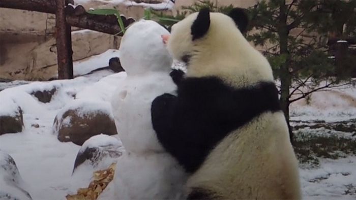 Panda nimmt Schneemann auseinander