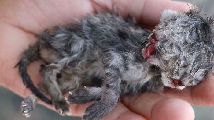 Kätzchen mit zwei Köpfen: Harter Kampf ums Überleben