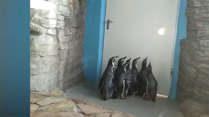 Lustige Tanzbewegungen: Pinguine jagen Lichtpunkt