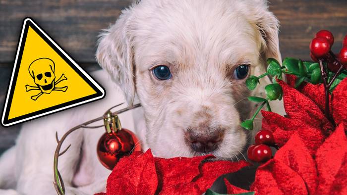 Der Weihnachtsstern ist für Tiere besonders giftig.