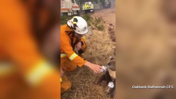 Australische Flammenhölle: Feuerwehrmann gibt durstigem Koala Wasser