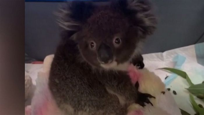 Aus Feuerhölle gerettet: Verletzte Koalas erhalten Behandlung