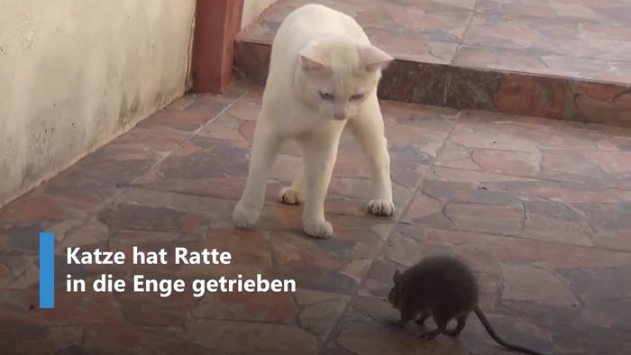 David gegen Goliath: Ratte attackiert Katze