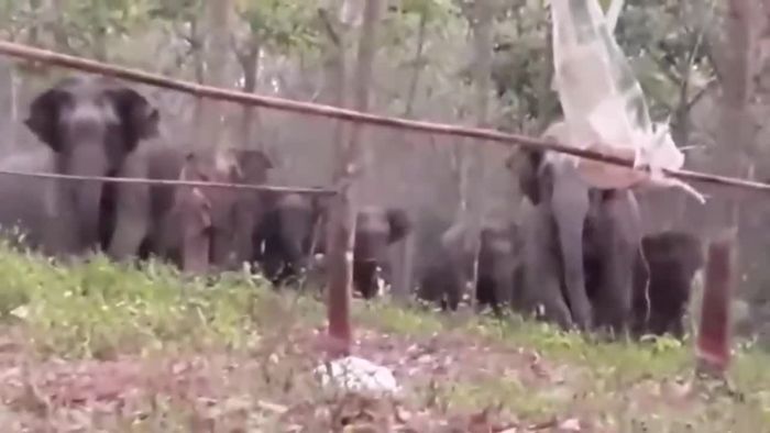 Verfolgungsjagd beim Wäsche aufhängen: Elefanten gehen auf Frau los