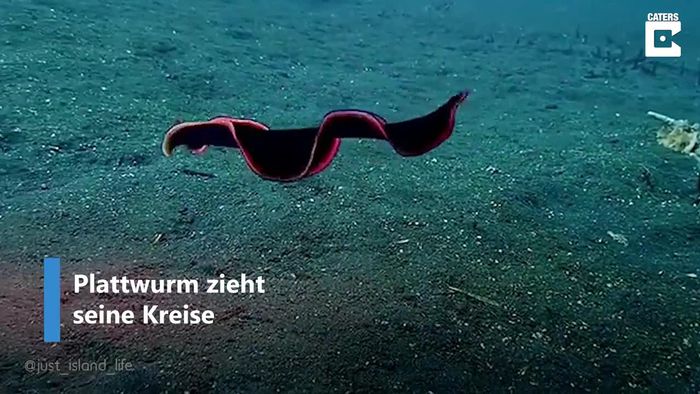 Hypnotisierend: Schwimmender Plattwurm fasziniert Taucher