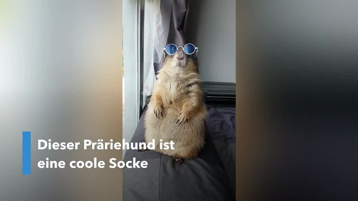 Coole Socke: Präriehund chillt mit Sonnenbrille