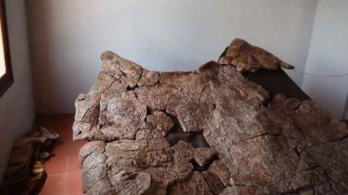 Groß wie ein Auto: Überreste von Ur-Schildkröte entdeckt