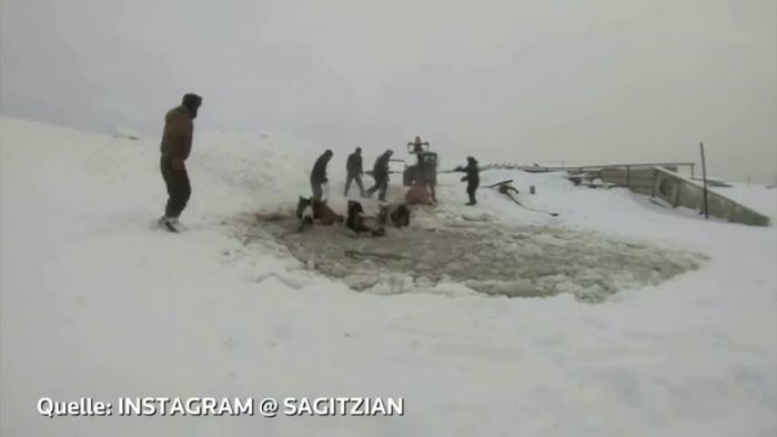 Elf Pferde eingebrochen: Dramatische Rettung aus dem Eis