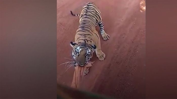 Schreckmomente! Tiger machen Jagd auf Touristenbus