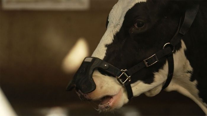 Methan-Abgase durch Kuh-Rülpser: Gesichtsmasken für besseres Klima