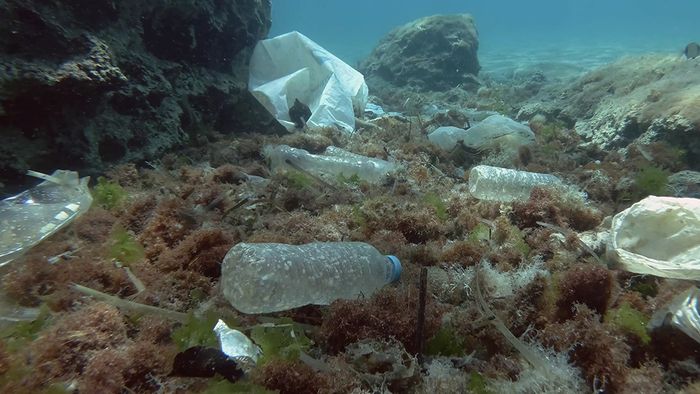 Plastik im Meer ist ein gefährliches Problem für viele Tiere und unsere Umwelt.