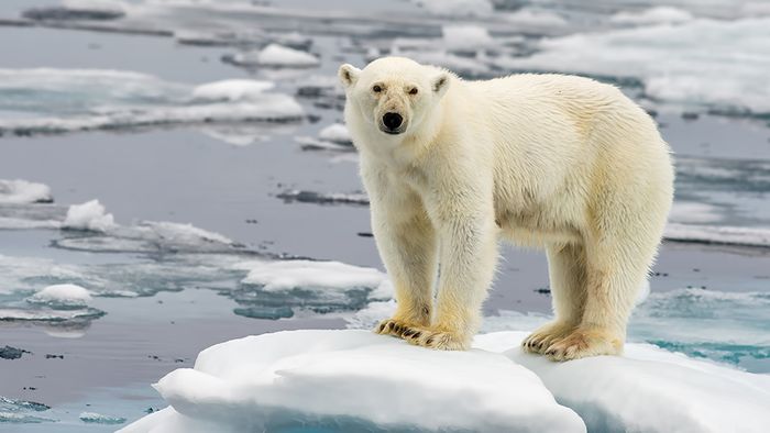 Der Klimawandel bedroht die Zukunft der Eisbären.