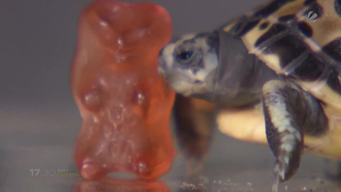 So klein wie ein Gummibär: Mini-Schildkröte im Zoo Hannover geschlüpft