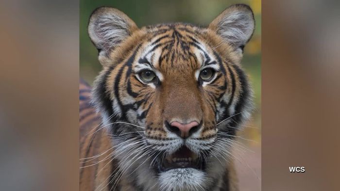 Hustensymptome: Tiger in New Yorker Zoo positiv auf Coronavirus getestet