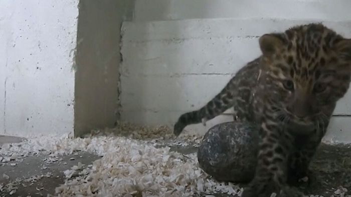 Kamera entdeckt: Dieses Amurleopardenbaby ist so neugierig