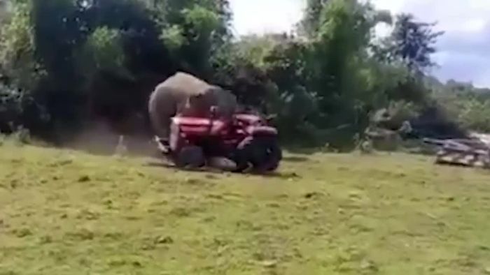 Wütender Kraftprotz! Elefant attackiert Traktor
