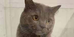 Download Katze sitzt For Free