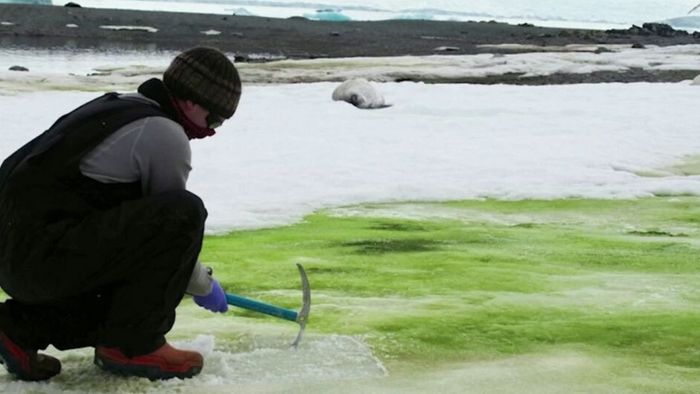 Klimawandel: Antarktis färbt sich grün