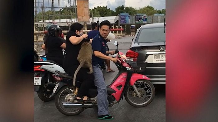 Futter-Überfall am Bahnübergang: Dreister Affe lauert Rollerfahrern auf