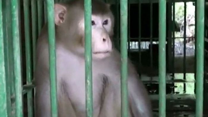 250 Menschen gebissen: Alkoholsüchtiger Affe lebenslänglich hinter Gitter