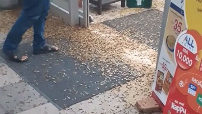 Ungebetene Gäste: Tausende Termiten übernehmen Supermarkt