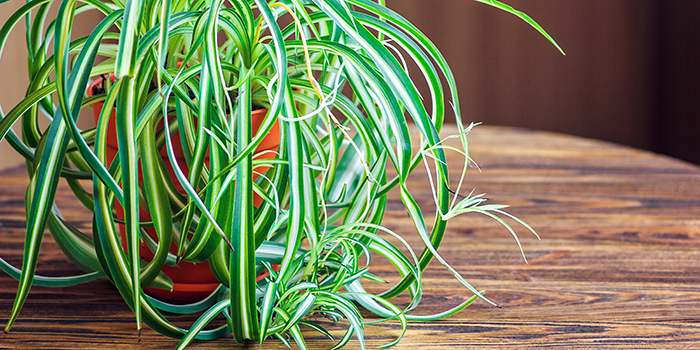 Praktische Helfer Zimmerpflanzen, die unsere Luft reinigen