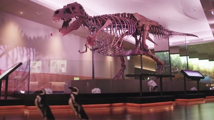 Besuch bei Dinosauriern: Pinguine machen Ausflug ins Museum