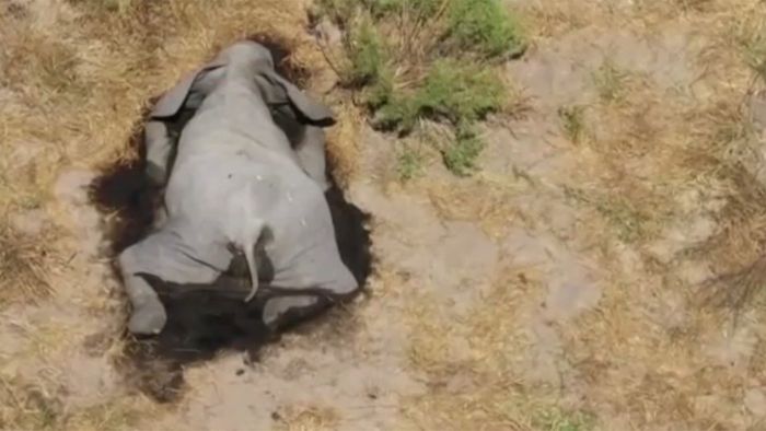 Elefantensterben Botswana Ursache