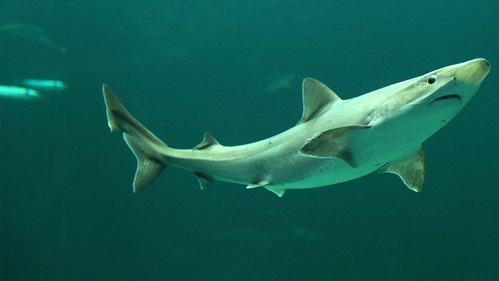 In der Ostsee gibt es 18 verschiedene Arten von Haien.
